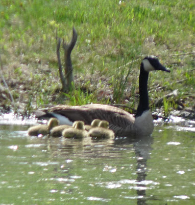 goose and goslings in water