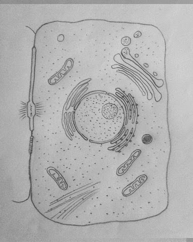 DRAW IT NEAT: How to draw animal cell