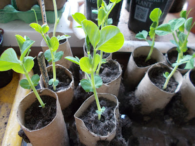 Pea seedlings Allotment Diary 80 Minute Allotment Green Fingered Blog