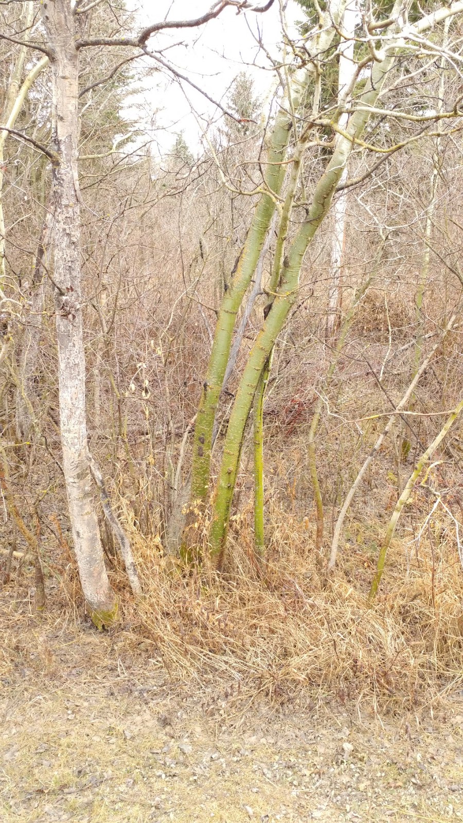 Green Tree Trunks