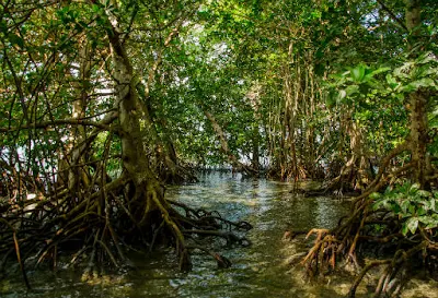 Ekosistem Pantai dan Laut; Mangrove, Terumbu Karang, Rumput Laut dan Padang Lamun