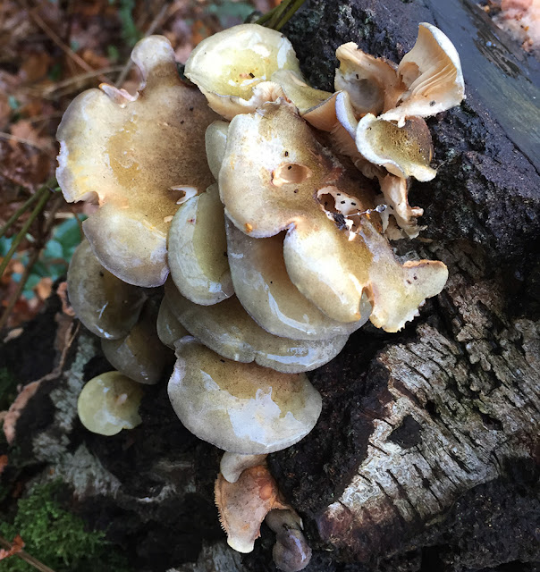 Panellus serotinus, Olive Oysterling. Hayes Common, 11 December 2016. Panellus serotinus, Olive Oysterling. Hayes Common, 11 December 2016.
