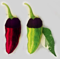 Artistic rendering of a pair of pepper pods with black top and green/yellow or red/orange striped bottom.