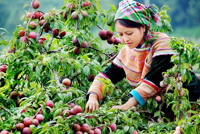 Bí quyết du lịch Sơn La cho khách du lịch siêu rẻ
Trải nghiệm Sơn La có gì đặc sắc?
