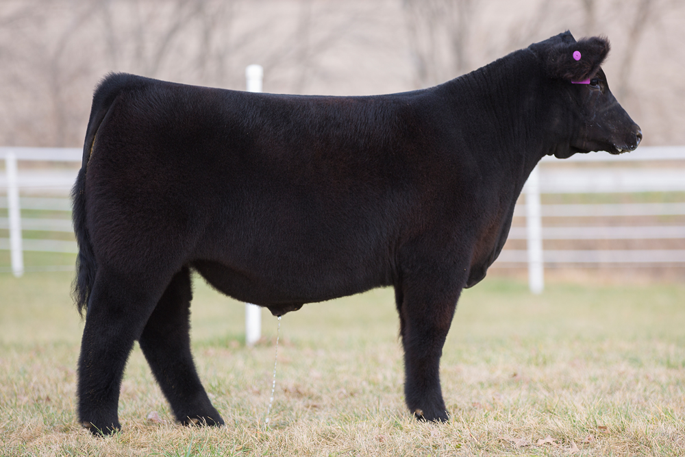 RCC Blog Goretska Show Steers Sale