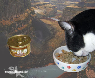 Does Your Cat Crave a Taste of the Wild? #ChewyInfluencer