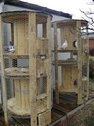 wire spools survival homestead empty chicken got coops idea rabbit countryside coop spool cable cage reel chickens cages could using