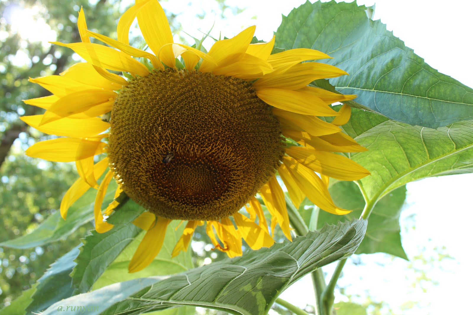 Local Sunflowers