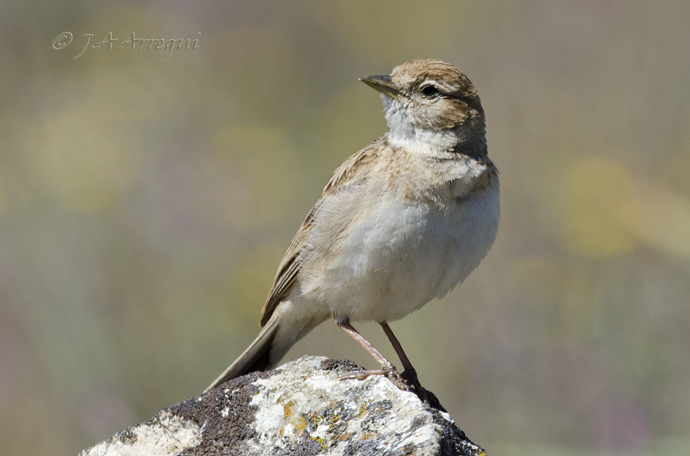 Terrera común, Callandrella brachydactyla, Short-toed Lark Terrera común, Callandrella brachydactyla, Short-toed Lark