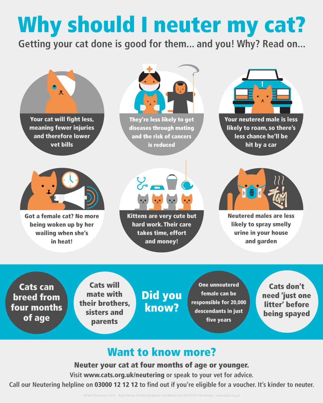 World Spay Day 2020 Here's All you need to Know About World Spay Day