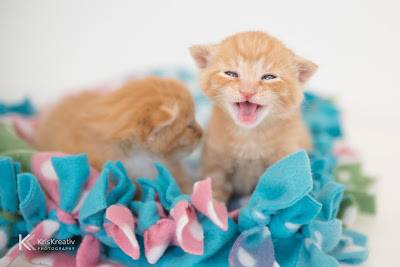 Help wanted: Kitten Season