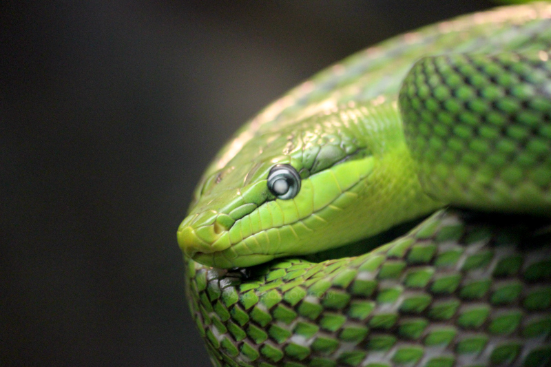 Toronto Zoo in the fall - green python