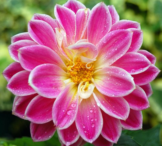 Pictures Of Very Pretty Flowers Pictures Of Very Pretty Flowers