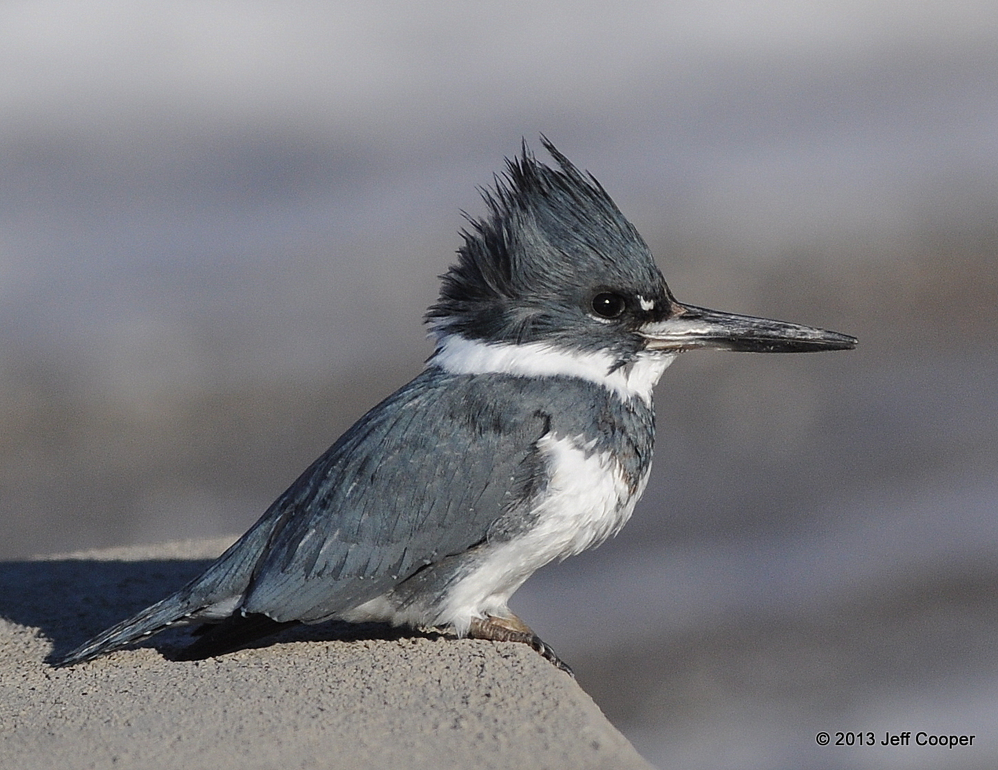 NeoVista Birds and Wildlife: King For The Day: Belted Kingfisher Male & Female