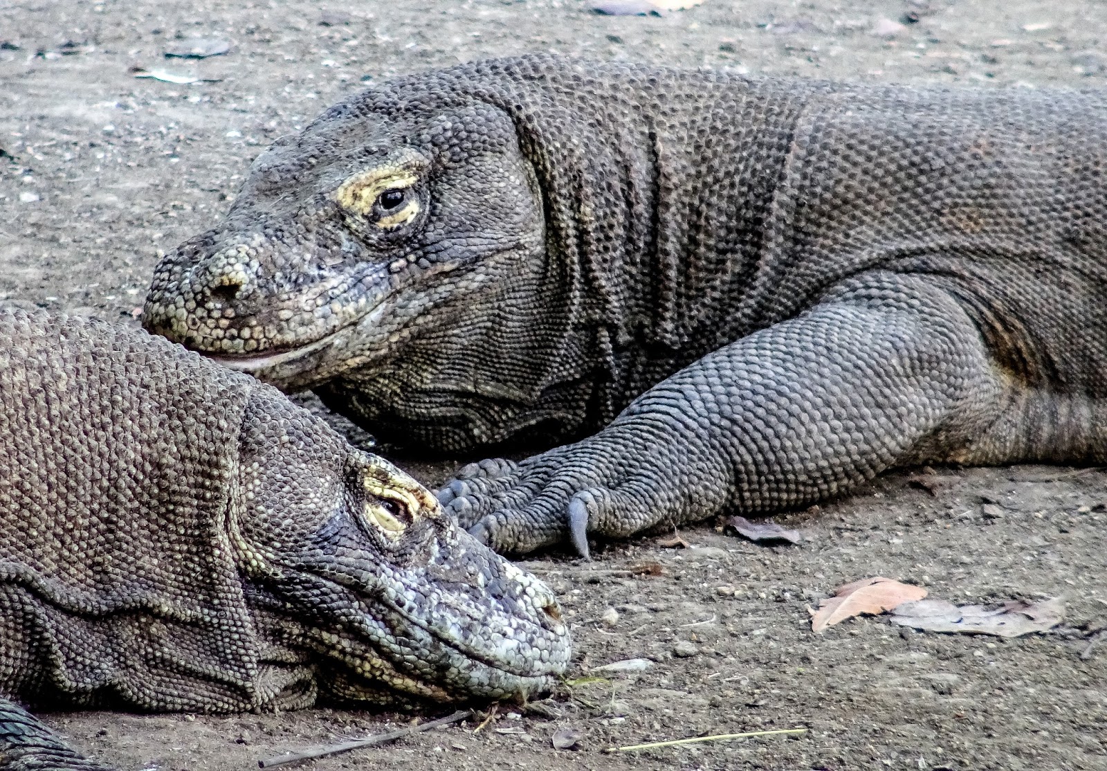 Zoology Jottings: Komodo Dragons. A peaceful morning in the Komodo National  Park and an acrimonious debate on reptilian venoms