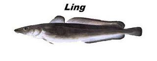 Peixe tipo bacalhau Ling