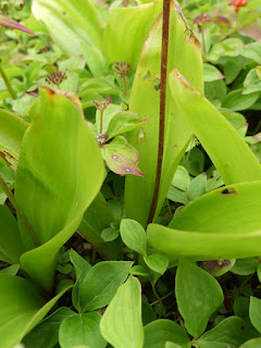 Clintonie boréale - Clintonia borealis Clintonie boréale - Clintonia borealis