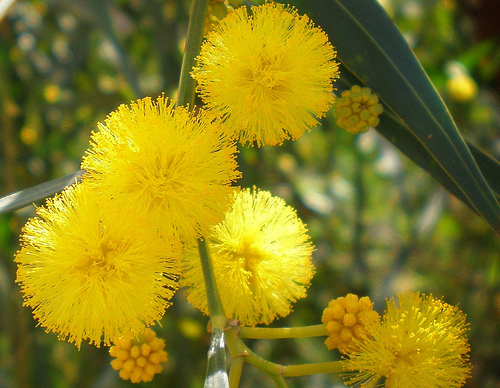 Flores e Frases : Natureza | Flores | Mimosa amarela.