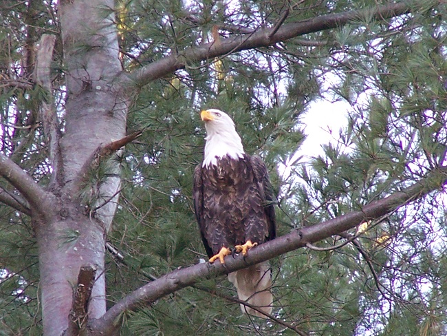 Maynard Life Outdoors and Hidden History of Maynard: Bald Eagles