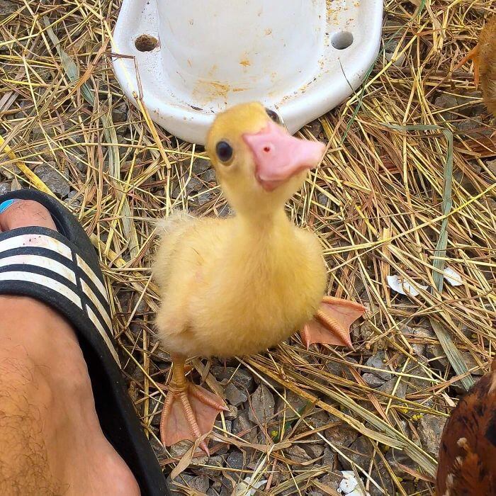 28 Incredibly Cute Pictures Every Duck Lover Will Fall For 28 Incredibly Cute Pictures Every Duck Lover Will Fall For