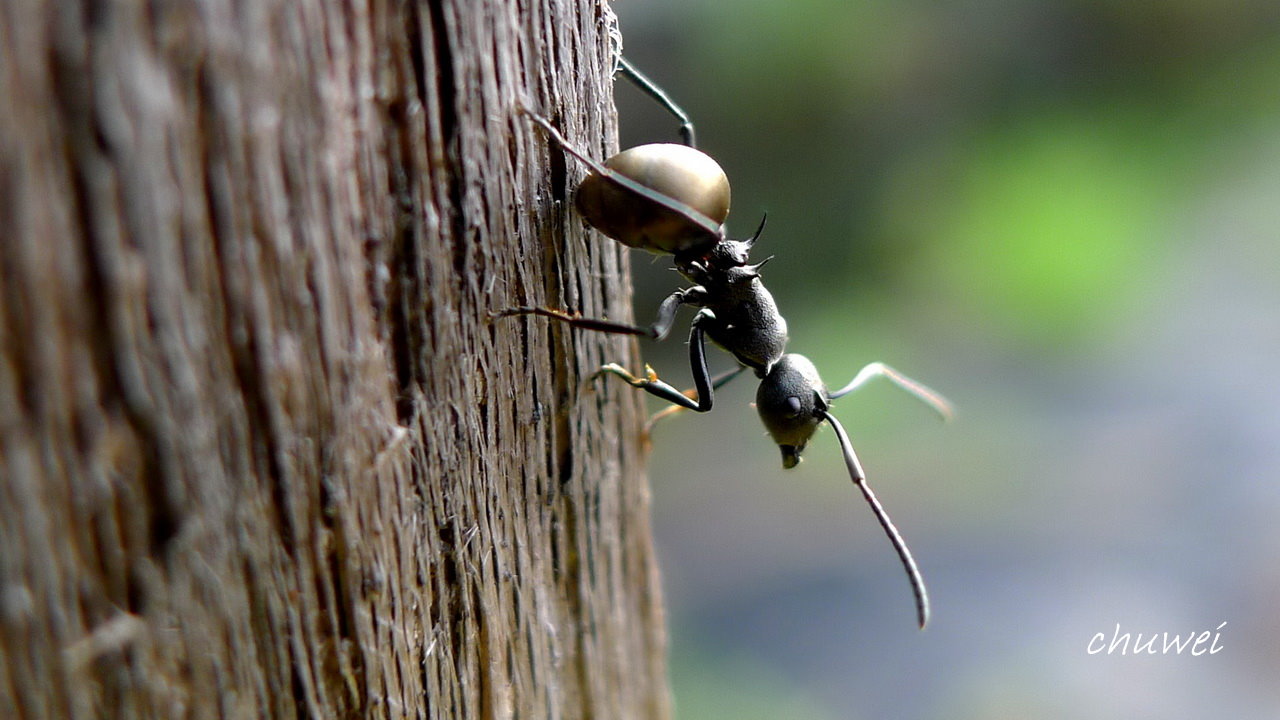 悠然庭 18 06 黑棘蟻