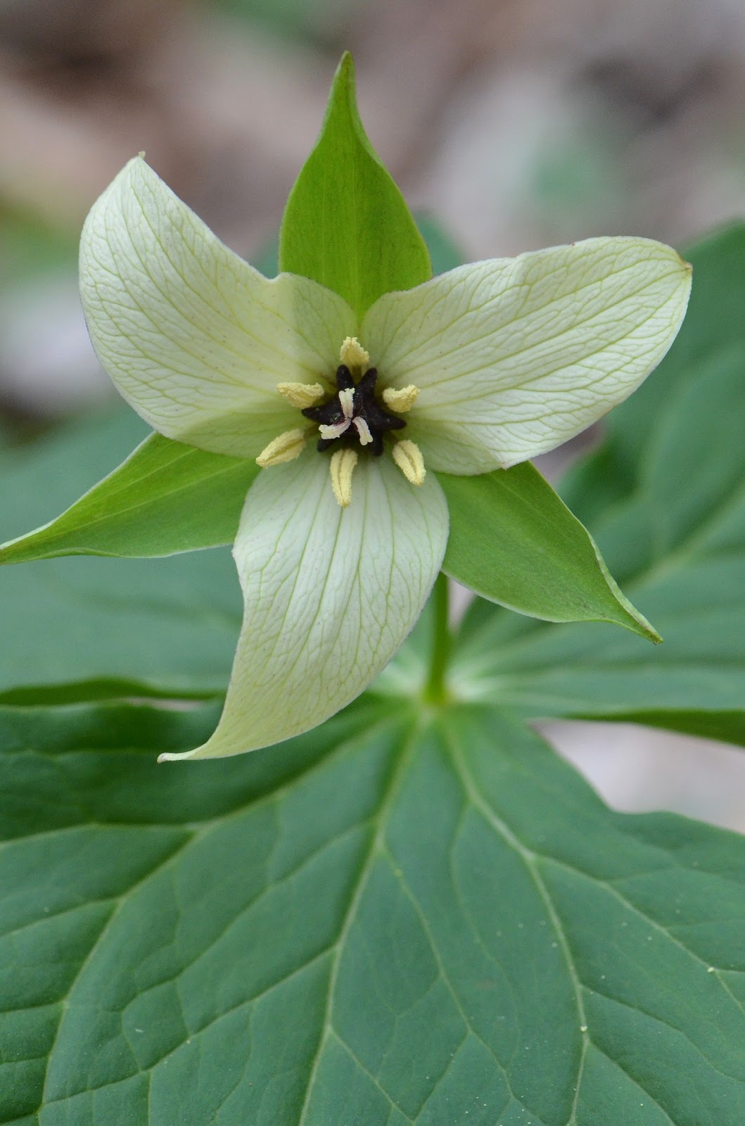 The Kentucky Nature Blog Spring Wildflowers at Anglin Falls State Nature Preserve