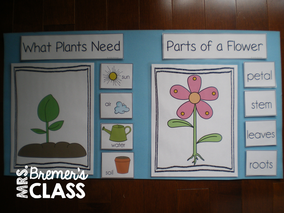 Mrs. Bremer's Class Spring Learning About Plants