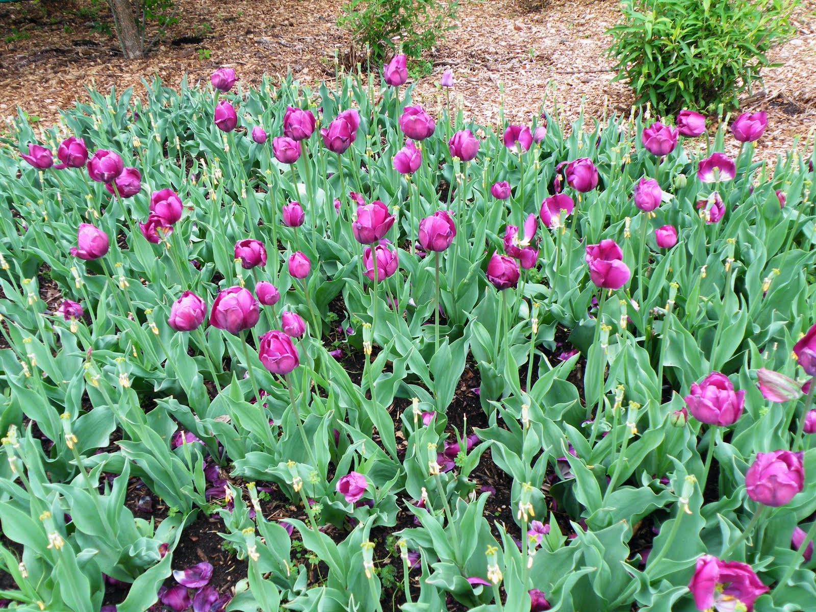 Kansas' 150th 150 things to do in Kansas 63. Tulip Time in Topeka