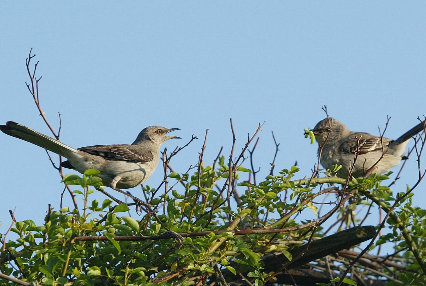 Singing performed on a tree —by two birds. Singing performed on a tree —by two birds.