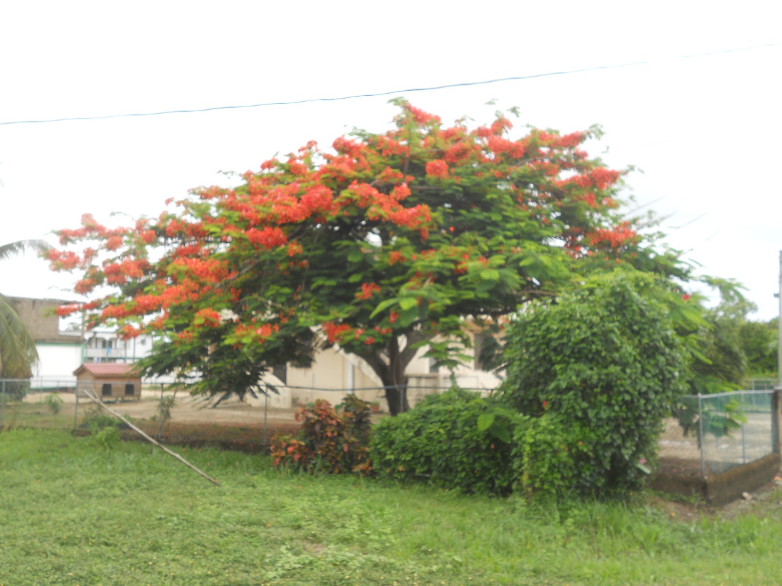 Our Peace Corps Adventure The Beautiful Plants of Belize