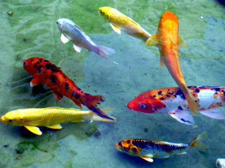 Jenis Ikan Koi Dan Harga Terbaru Saat Ini Blogikan Com