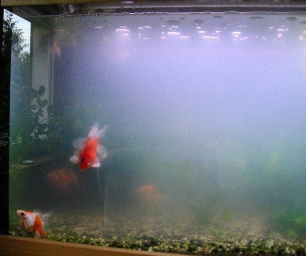 Cara Membersihkan Kaca Aquarium Berkerak Info Kesehatan