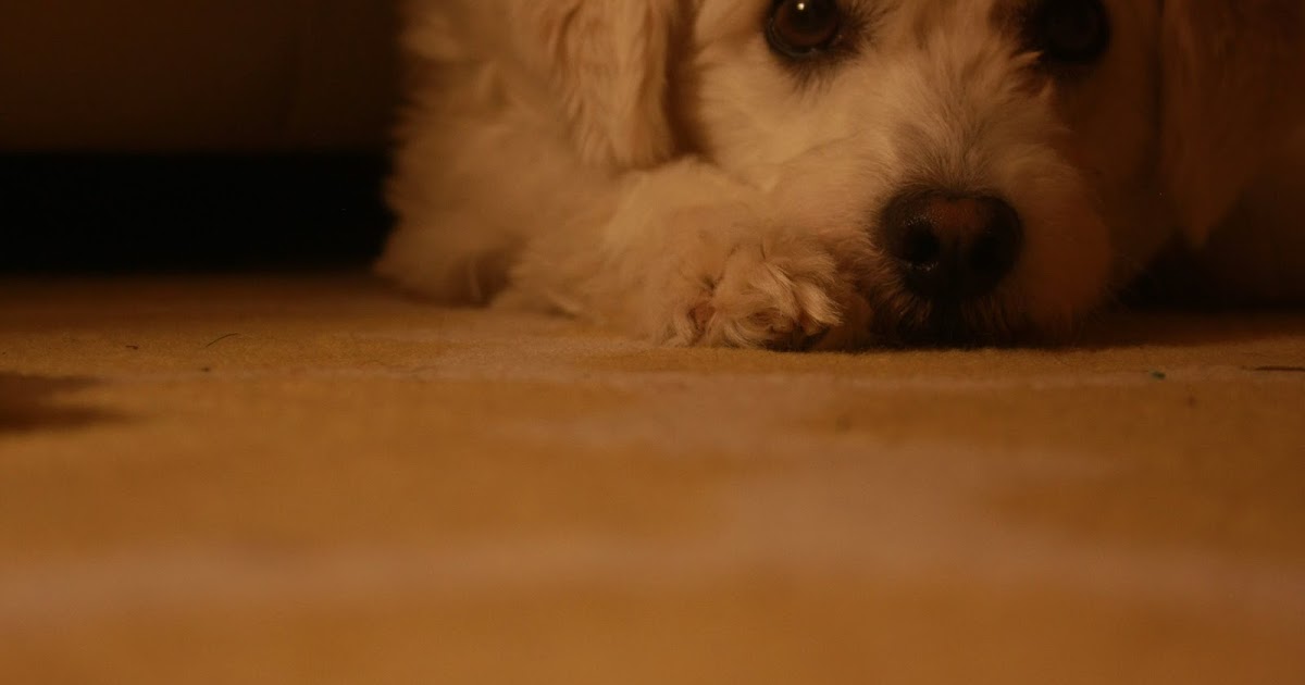 Don't Eat That! Mushroom Toxicity in dogs