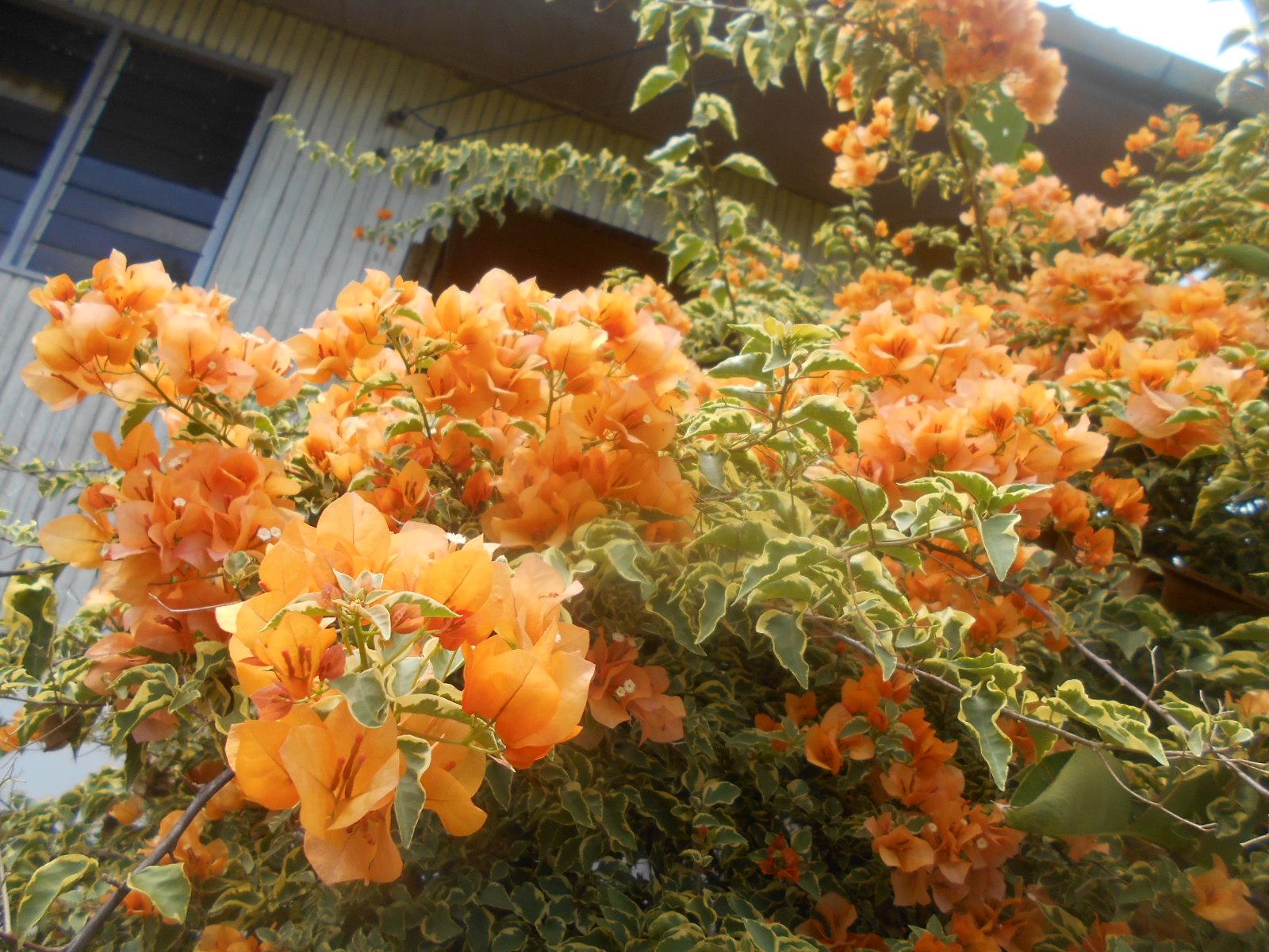  Bougainvillea Bunga  Kertas  Di Laman Etuza