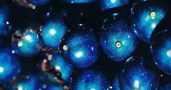 La fruta con el azul más intenso del reino vegetal.