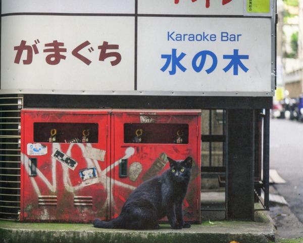 Cats from Tokyo {Japan} - Traveling Cats - Travel Pictures of Cats