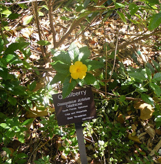 Quailberry flower