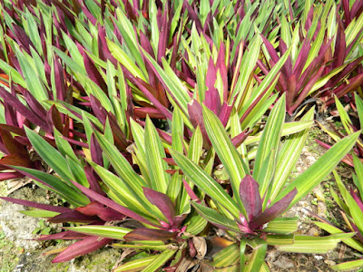Boat Lily Tradescantia spathacea at Orchid World Barbados by garden muses-not another Toronto gardening blog
