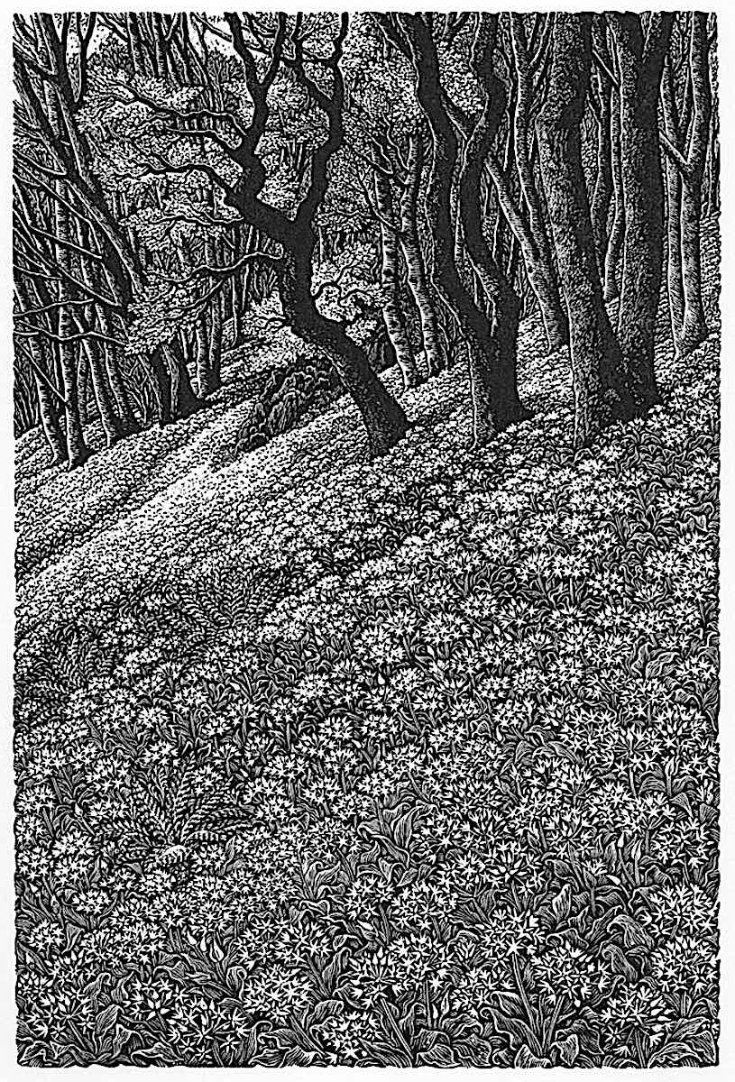 Sue Slancullard a print by Sue Slancullard, forest art