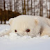 The Cutest Animals Play In The Snow for the First Time