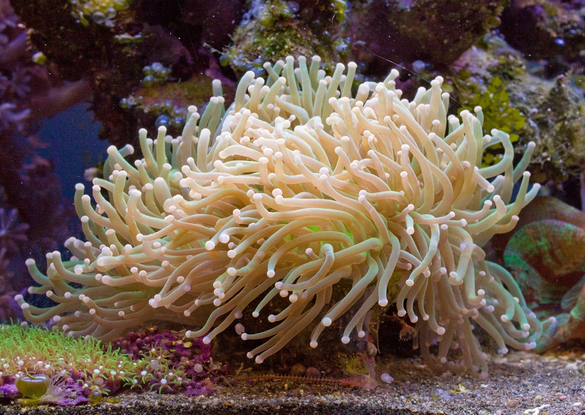 Corals, Jellyfish and Sea Anemones