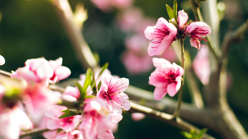 Flowers Tree
