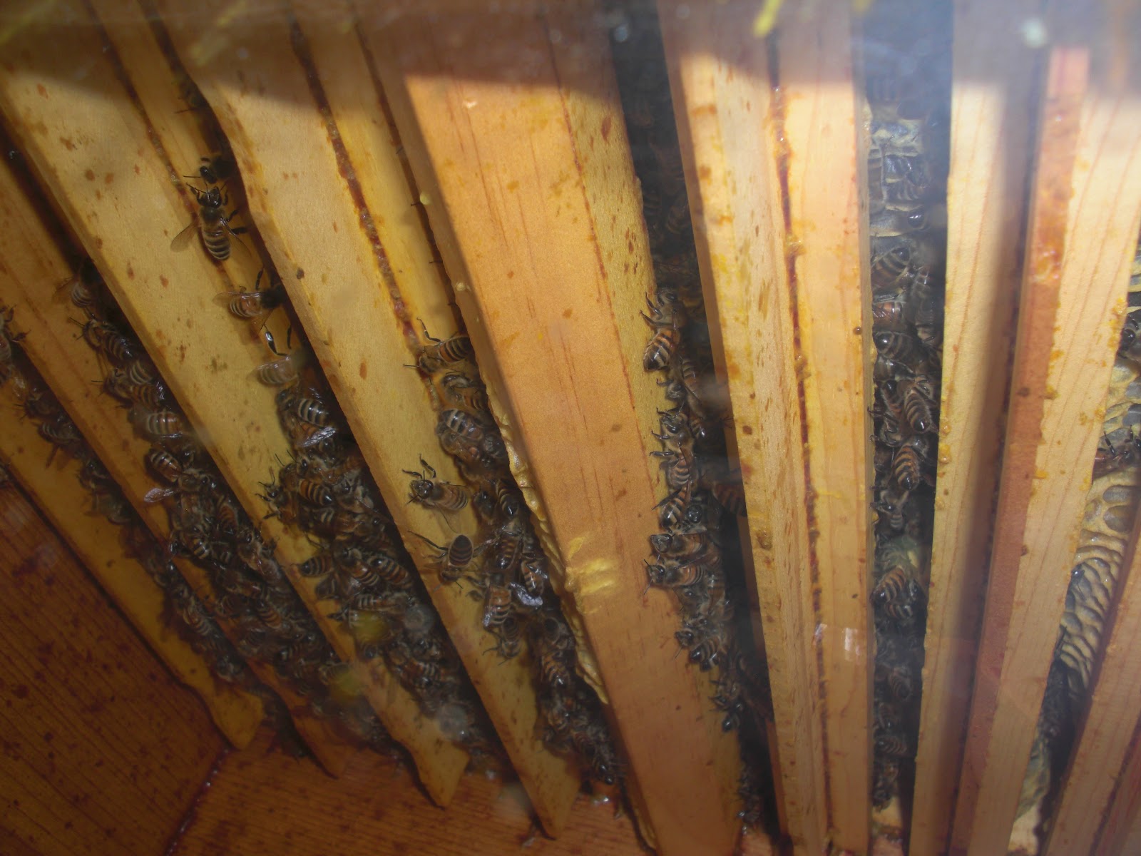 Backyard Bee Hive Blog Are My Bee Hives Ready for Winter?