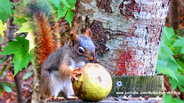 Red Squirrel Husks a Huge Black Walnut