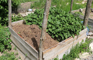 Unexpected spuds in the spud tower Unexpected spuds in the spud tower