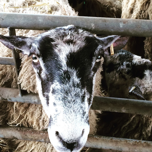 Lambs so cute & cuddly - At a farm near you in the North East