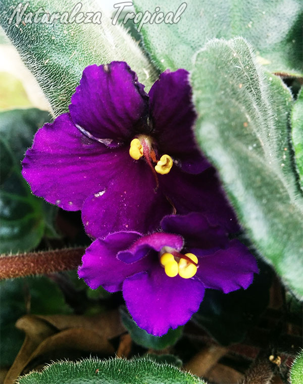 Flor característica de la violeta africana, género Saintpaulia