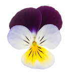 Flower_13.png