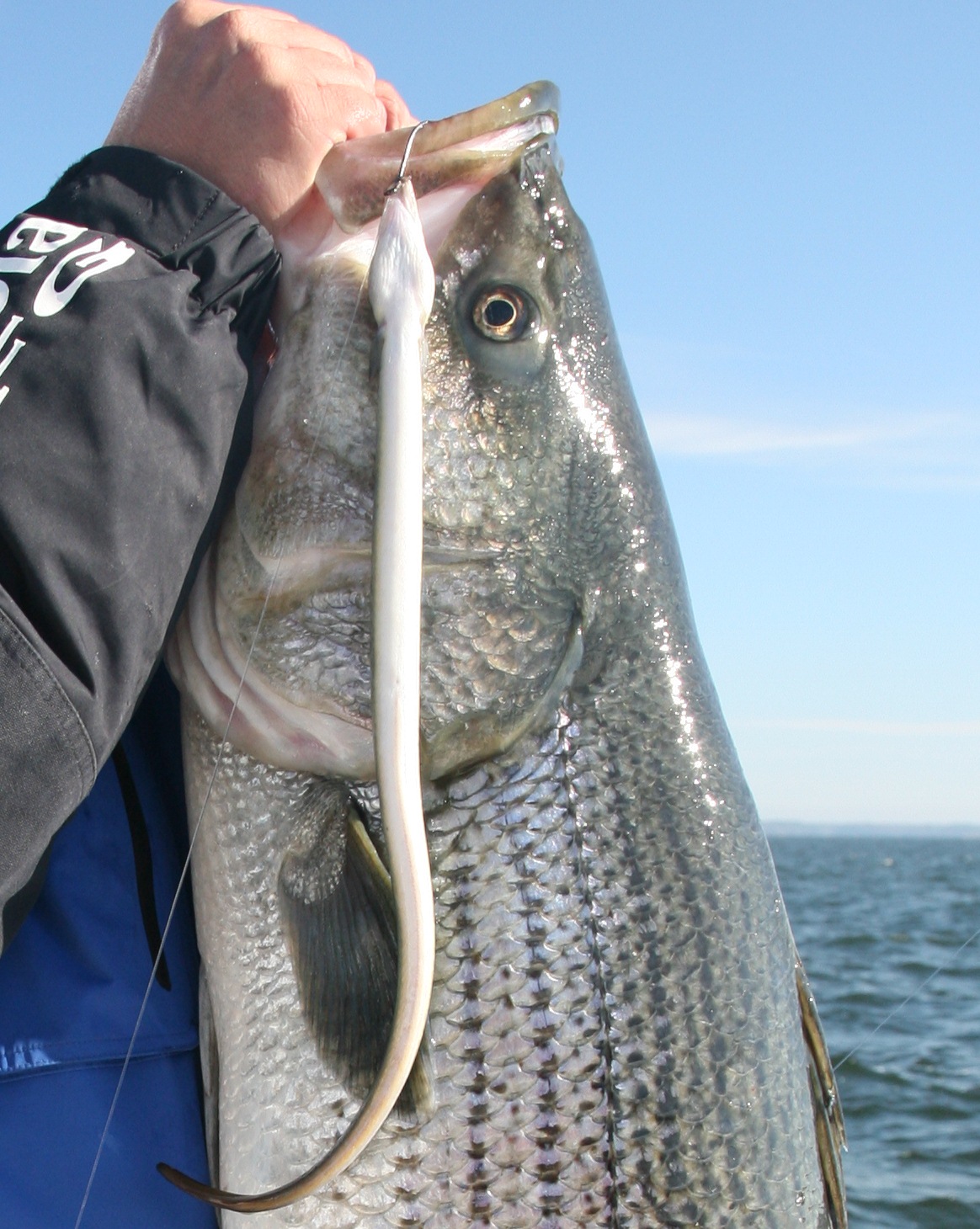 no-fluke-fishing-black-sea-bass-stock-status-and-regulations-in-question