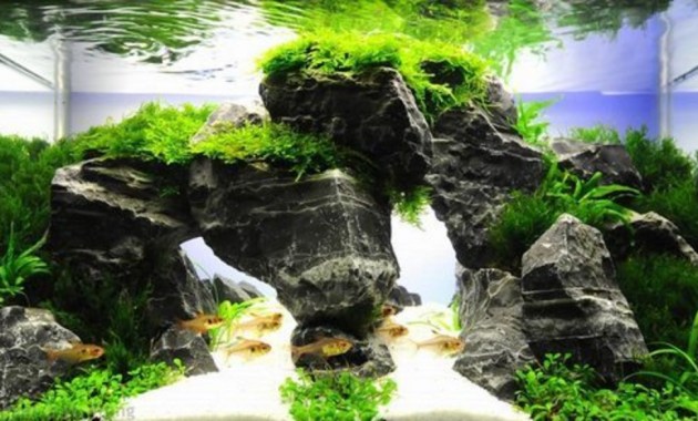 70 Inspirasi Aquascape Dekorasi Cantik Akuarium Masa Kini